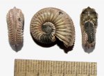 Amoeboceras alternans