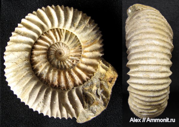аммониты, юра, Pavlovia, волжский ярус, Ammonites, р. Ятрия, Pavlovia hypophantica, Dorsoplanitidae, Volgian, Jurassic