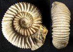 Pavlovia hypophantica