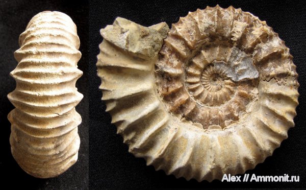 аммониты, юра, Pavlovia, волжский ярус, Ammonites, р. Ятрия, Strajevskya strajevskyi, Strajevskya, Dorsoplanitidae, Volgian, Jurassic