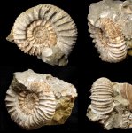 Деформированная Strajevskya hypophantiformis