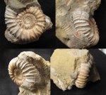 Pavlovia raricostata с устьем