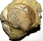 Раковина Entolium
