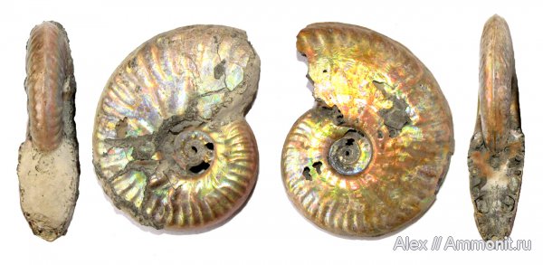 аммониты, юра, келловей, Sublunuloceras, Hecticoceratinae, Ammonites, Putealiceras, Sublunuloceras discoides, Callovian, Jurassic, Middle Jurassic