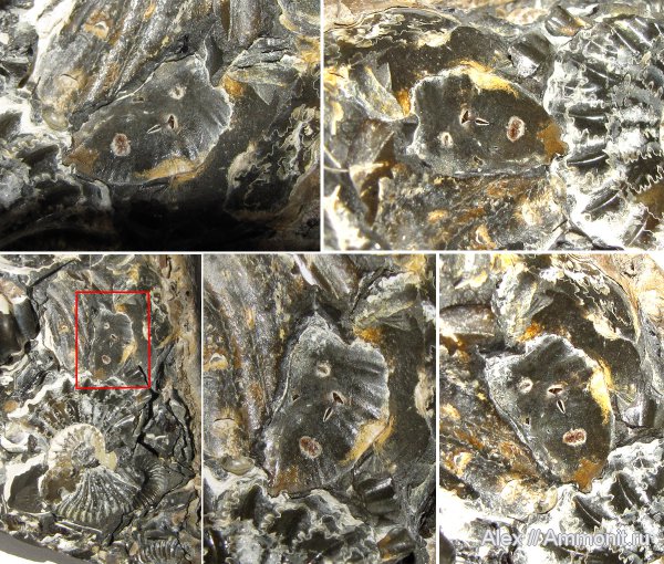 аммониты, мел, Ammonites, Cretaceous