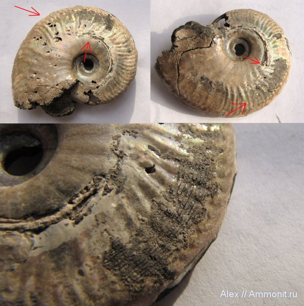 аммониты, келловей, Sublunuloceras, Sublunuloceras lonsdalii, Ammonites, Wrinkle layer, морщинистый слой, Supracephalic attachment area, Callovian, Middle Jurassic