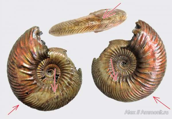 аммониты, юра, келловей, Quenstedtoceras, Quenstedtoceras lamberti, Cardioceratidae, Ammonites, Quenstedtoceratinae, Wrinkle layer, морщинистый слой, Supracephalic attachment area, Callovian, Jurassic, Middle Jurassic