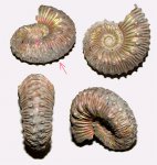 Небольшой Kosmoceras spinosum