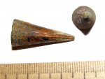 Фрагмокон Acanthoteuthis
