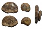 Аммониты Leioceras sp.