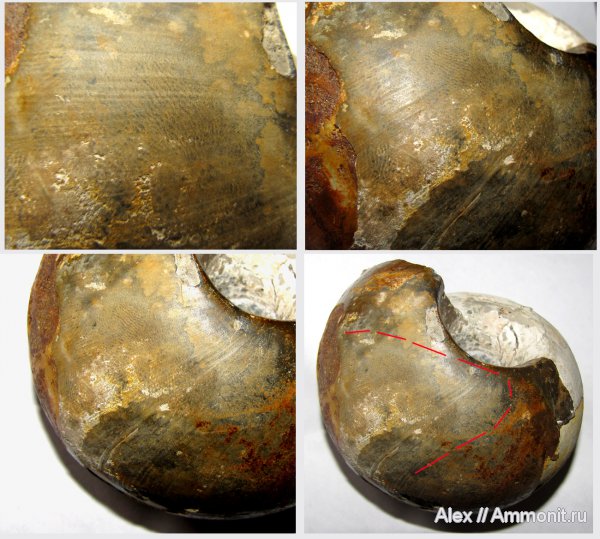 аммониты, юра, нижний келловей, Rondiceras, Никитино, Ammonites, Wrinkle layer, морщинистый слой, Jurassic, Lower Callovian