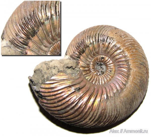 аммониты, юра, микроконхи, келловей, Quenstedtoceras, Quenstedtoceras lamberti, Cardioceratidae, Ammonites, Quenstedtoceratinae, Wrinkle layer, морщинистый слой, Microconchs, Callovian, Jurassic, Middle Jurassic
