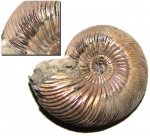 Quenstedtoceras lamberti и анатомия морщинистого слоя