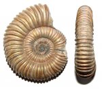 Peltoceras (Rursiceras) sp.