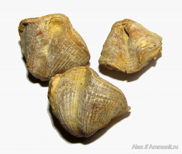 брахиоподы, девон, Devonian, Spiriferida