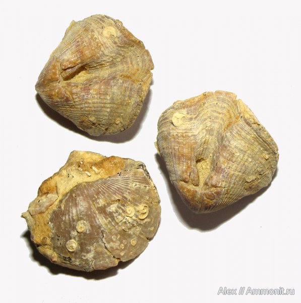 брахиоподы, девон, Devonian, Cyrtospirifer zadonicus, Spiriferida, Microconchida, Tentaculita, Palaeoconchus
