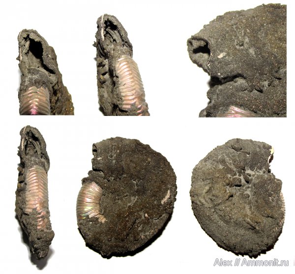 аммониты, Binatisphinctes, келловей, ушки, устье, Ammonites, Microconchs, lappets, Callovian, Middle Jurassic