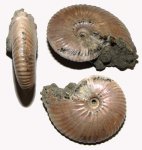Funiferites patruus