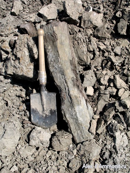 юра, окаменевшее дерево, келловей, Callovian, Jurassic, Middle Jurassic