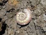 Brightia brightii