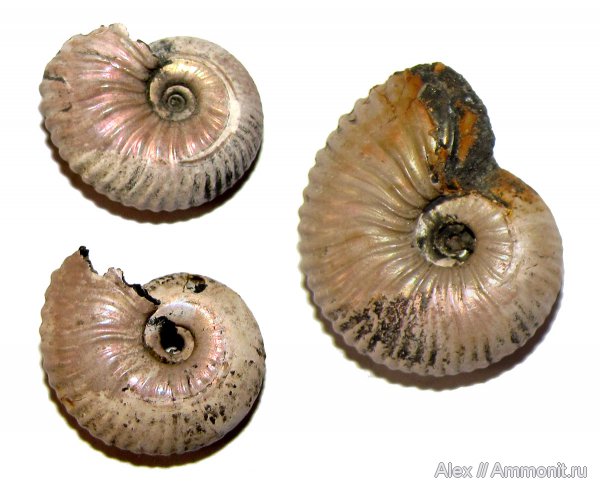 аммониты, юра, микроконхи, келловей, Pseudocadoceras, Cardioceratidae, Ammonites, Wrinkle layer, морщинистый слой, Microconchs, Supracephalic attachment area, Callovian, Jurassic, Middle Jurassic
