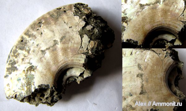 аммониты, юра, Brightia, келловей, прижизненная окраска, Ammonites, ammonite color pattern, Callovian, Jurassic, Middle Jurassic