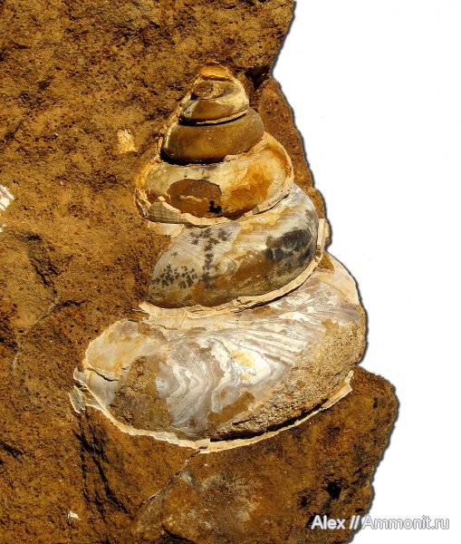 гастроподы, юра, нижний келловей, Jurassic, Lower Callovian