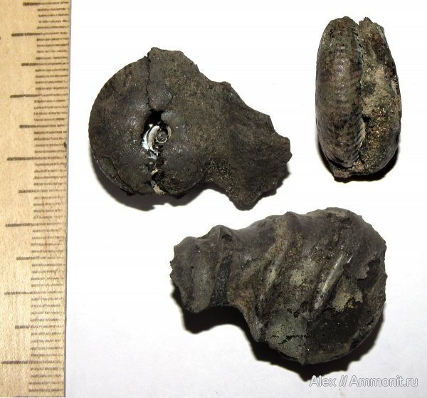 аммониты, юра, волжский ярус, Еганово, Craspedites, Craspedites ivanovi, Ammonites, зона Virgatites virgatus, Craspeditidae, Volgian, Jurassic