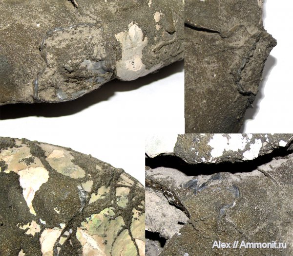 юра, Binatisphinctes, макроконхи, келловей, эпибионты, Macroconchs, Callovian, Jurassic, Middle Jurassic