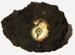 Серединка раковины Garniericeras