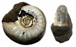 Ребристый Kachpurites fulgens