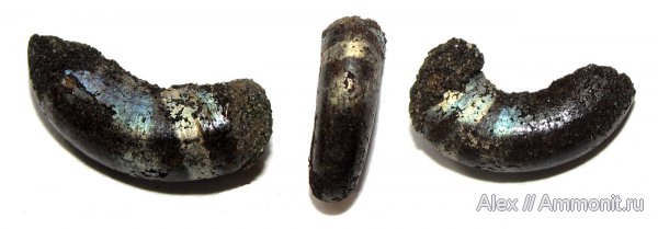 аммониты, юра, Kachpurites, волжский ярус, Kachpurites fulgens, устье, Ammonites, Volgian, Jurassic