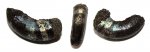 Полосатое устье Kachpurites fulgens