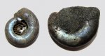 Два Kachpurites fulgens