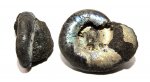 Kachpurites fulgens с прижизненной деформацией