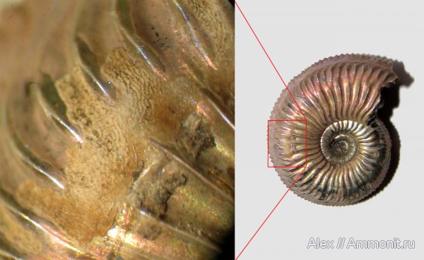 аммониты, юра, оксфорд, Amoeboceras, Amoeboceras alternoides, Ammonites, Wrinkle layer, морщинистый слой, Supracephalic attachment area, Oxfordian, Jurassic