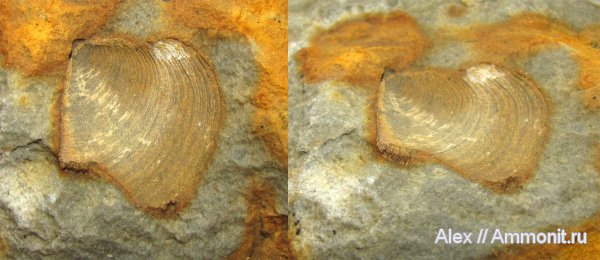 кимеридж, аптихи, Laevaptychus, Aptychi, aptychus, Kimmeridgian, Upper Jurassic