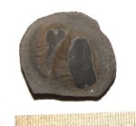 Neuropteris в конкреции