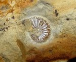 Маленький кимериджский  Amoeboceras (Hoplocardioceras) beaugrandi
