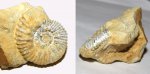 Aulacostephanus eudoxus