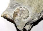 Небольшой Aulacostephanus sp.