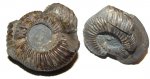 Parkinsonia с разбитой жилой камерой