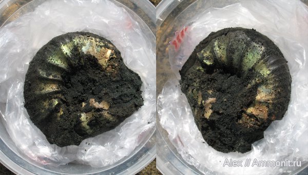 юра, макроконхи, Kachpurites, волжский ярус, Subcraspedites, зона Kachpurites fulgens, Macroconchs, Swinnertonia, Volgian, Jurassic