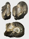 Устье Virgatites pallasianus