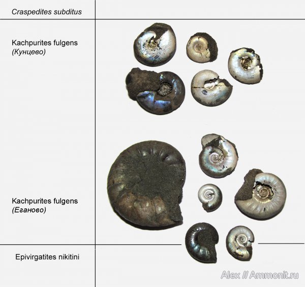 юра, Фили, Kachpurites, волжский ярус, Еганово, Kachpurites fulgens, Kachpurites subfulgens, Volgian, Jurassic
