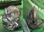 Аммонит Discoscaphites