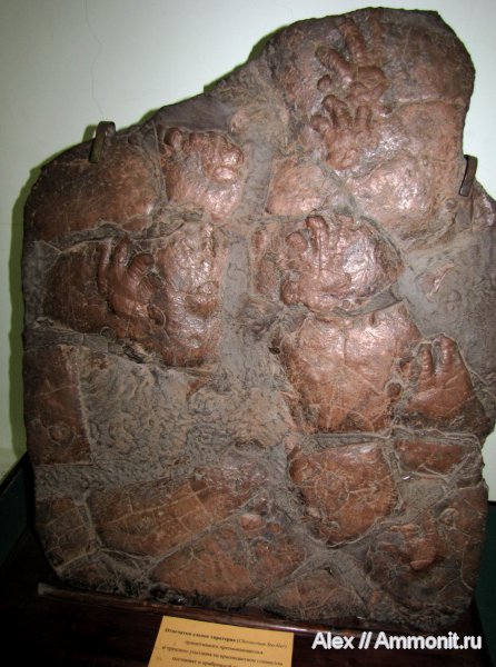 рептилии, триас, архозавры, ихнофоссилии, ГГМ РАН, Chirotherium, Triassic