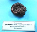 Аммонит Echioceras sp