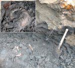 Ребристый макроконх Kachpurites fulgens