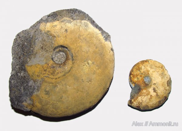 аммониты, юра, Kosmoceras, келловей, Никитино, Sigaloceras, Kosmoceratidae, Kosmoceras enodatum, Sigaloceras calloviense, Ammonites, Callovian, Jurassic, Middle Jurassic